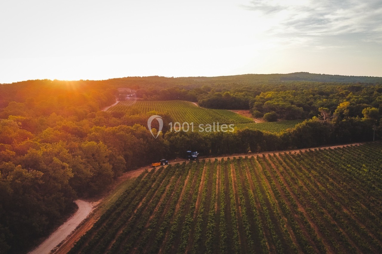 Vue aérienne d'un vignoble entouré de forêts au coucher du soleil, avec un chemin traversant le paysage.