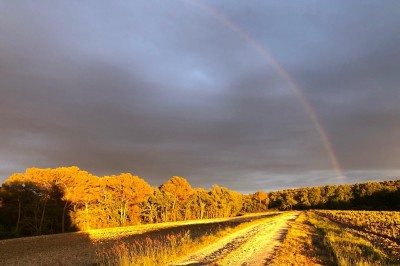 Deux fauteuils en cuir disposés près d'un poêle à bois dans une pièce au mur en bois décorée de cadres et d'une tête d'ours.