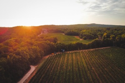 Deux fauteuils en cuir disposés près d'un poêle à bois dans une pièce au mur en bois décorée de cadres et d'une tête d'ours.