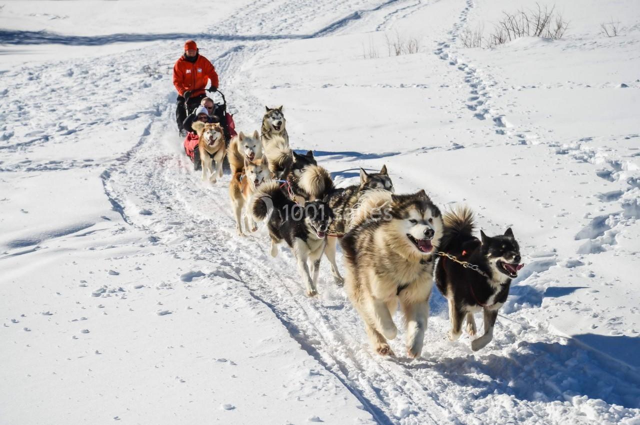 Un attelage de chiens de traîneau tirant un conducteur sur la neige dans un paysage hivernal.