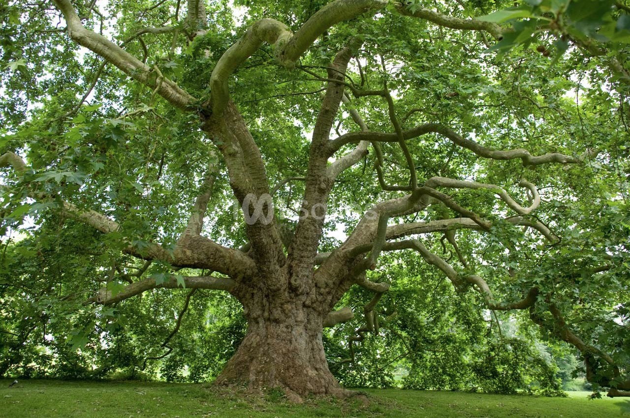 Arbre massif avec un tronc large et des branches étendues, entouré de verdure dans un espace naturel.