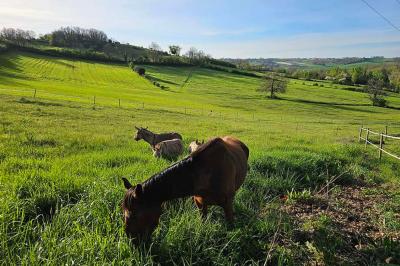 Miniature Location salle Molières (Tarn-et-Garonne) - Domaine de Massoulac #16 La paillotte du Boulodrome avec sa vue sur le coucher de soleil