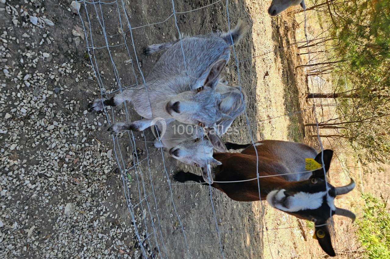 Location salle Molières (Tarn-et-Garonne) - Domaine de Massoulac #21