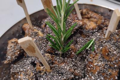 Miniature Traiteur Marssac-sur-Tarn (Tarn) - La Cuisine de Philoozofe #20 Plateau en bois avec verrines garnies, bol de pain tranché et bouteille de vin mousseux en arrière-plan.