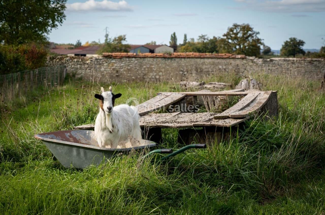 Une chèvre blanche se tient dans une brouette au milieu d'un jardin herbeux avec des planches en arrière-plan.