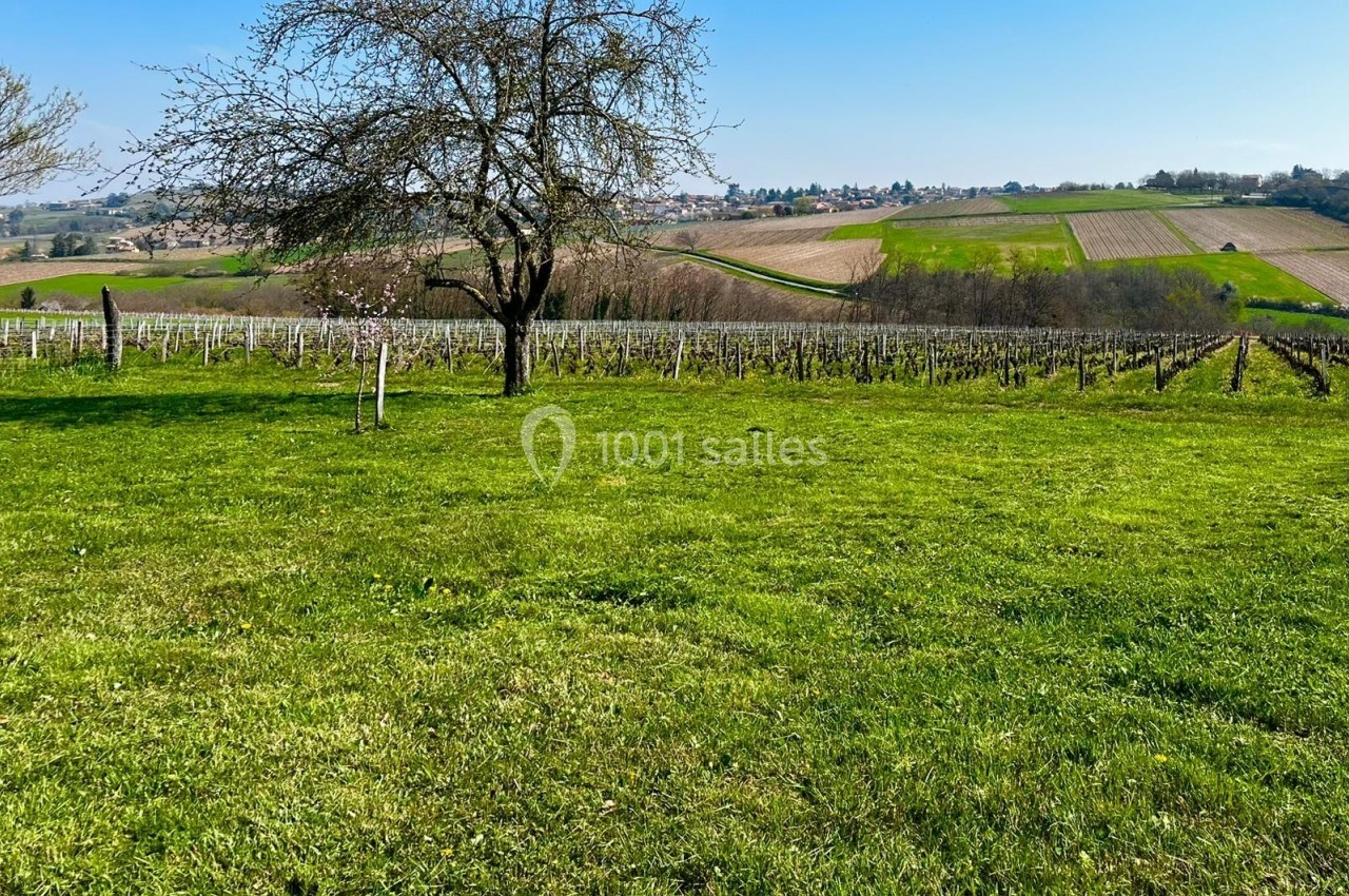 Champ verdoyant avec un arbre au premier plan, entouré de vignes et de collines sous un ciel dégagé.