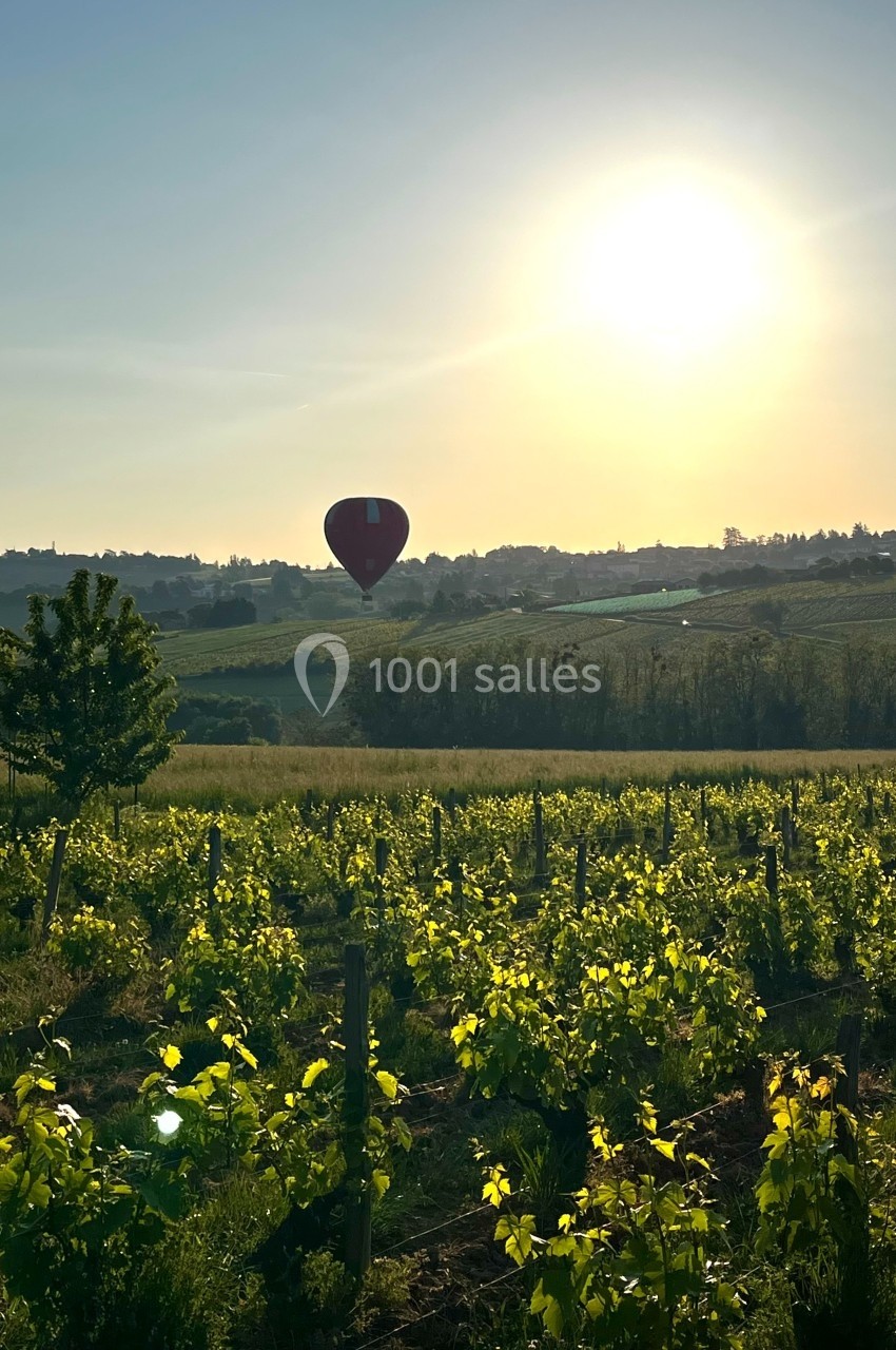 Montgolfière survolant un paysage de vignobles verdoyants au coucher du soleil.