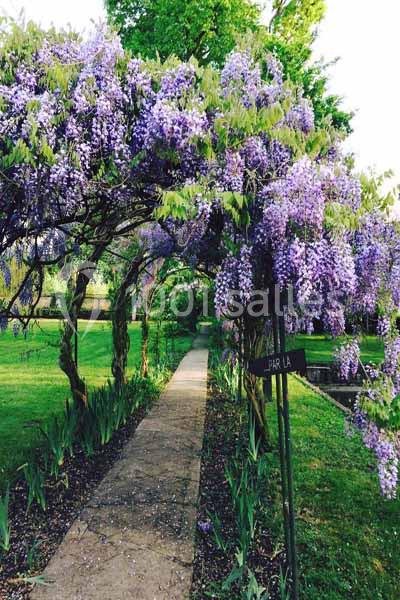 Allée bordée de glycines violettes formant une arche dans un jardin verdoyant.