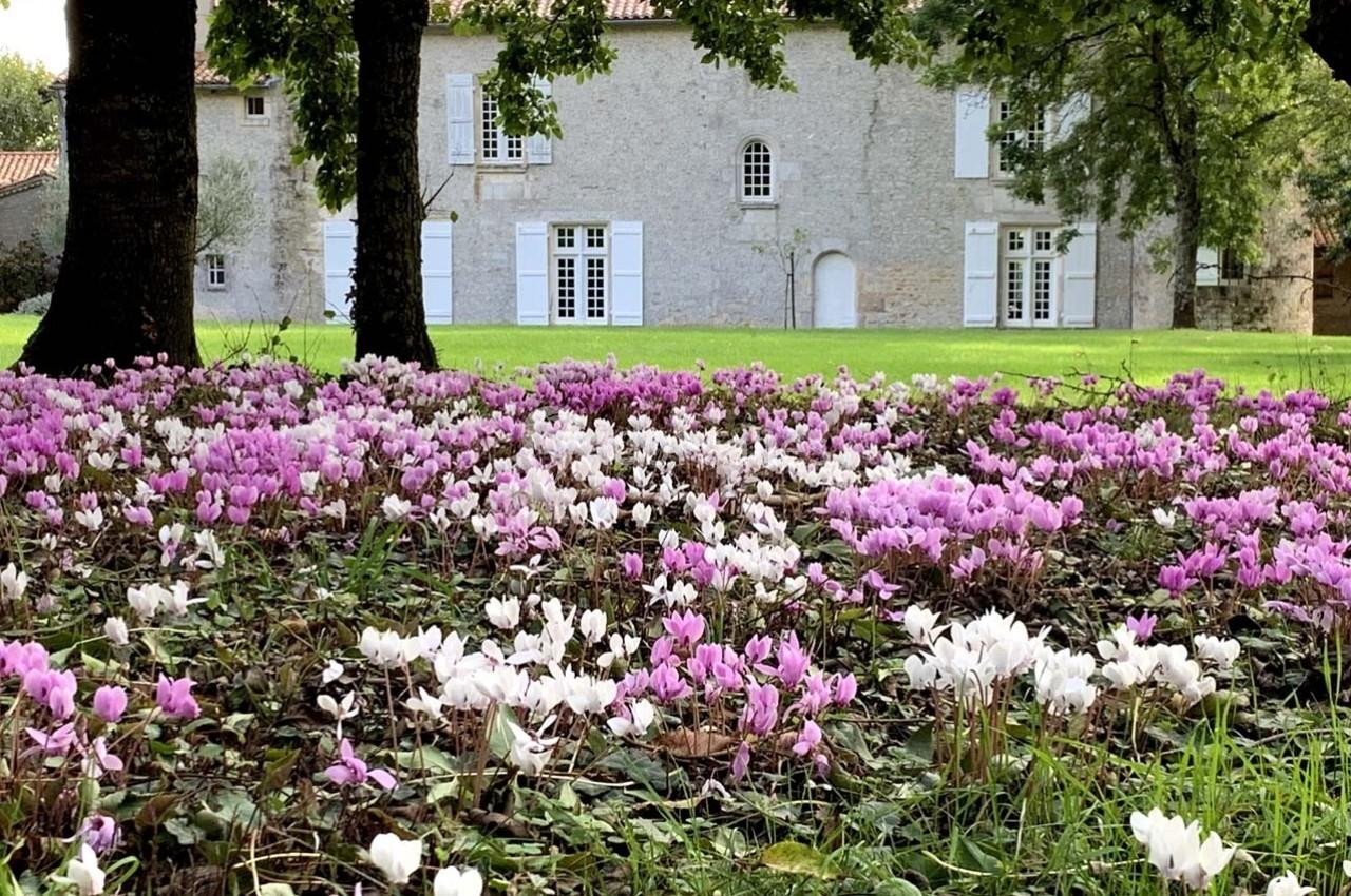 Champ de cyclamens roses et blancs en fleurs sous des arbres, avec une maison en pierre et des volets blancs en arrière-plan.