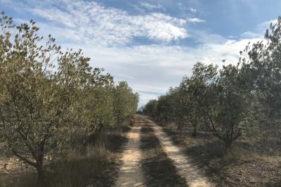 Location salle Valensole (Alpes-de-Haute-Provence) - Domaine de Peyremane  #64