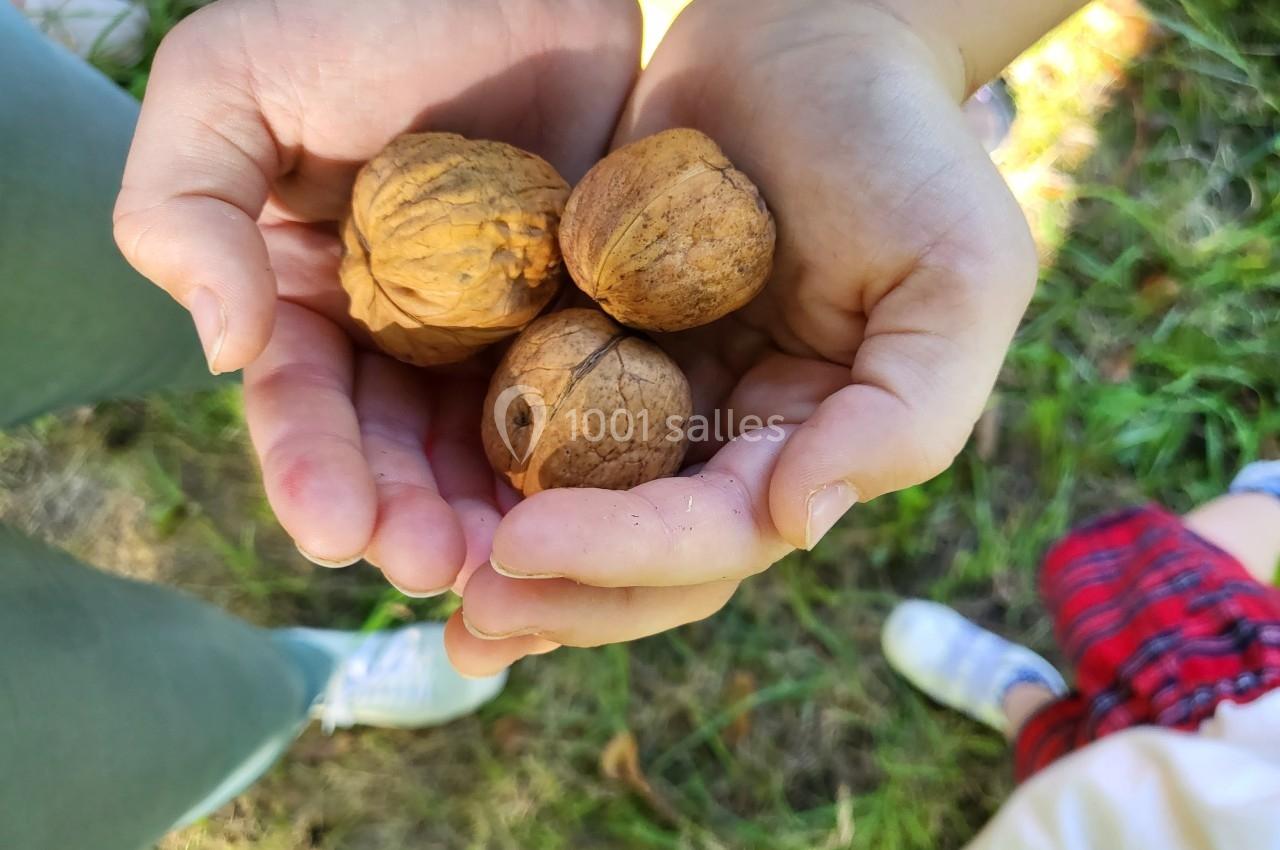 Mains tenant trois noix dans un environnement extérieur avec de l'herbe et des personnes en arrière-plan.