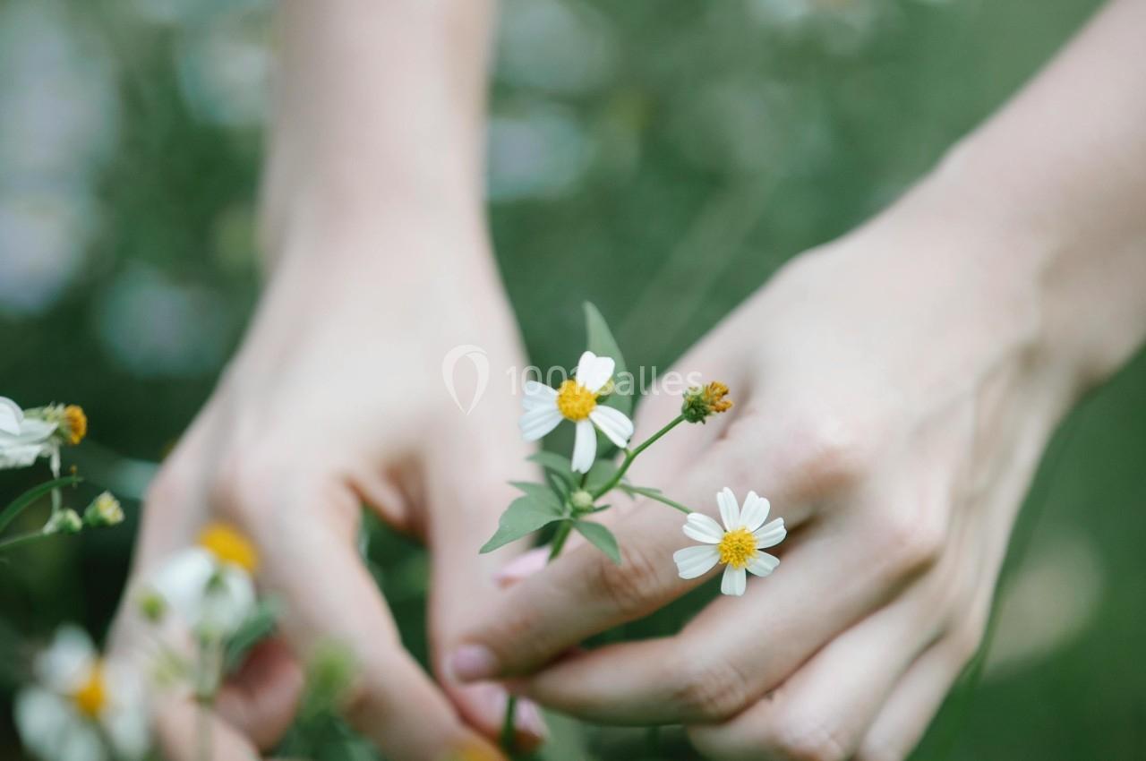 Mains cueillant délicatement de petites fleurs blanches dans un champ verdoyant.