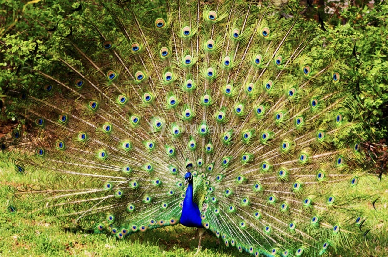Paon avec plumage déployé, affichant des motifs colorés en forme d'yeux, dans un environnement verdoyant.
