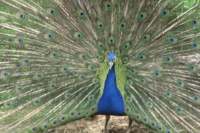 Deux mains tendues l'une vers l'autre au-dessus d'un champ de tournesols fanés.