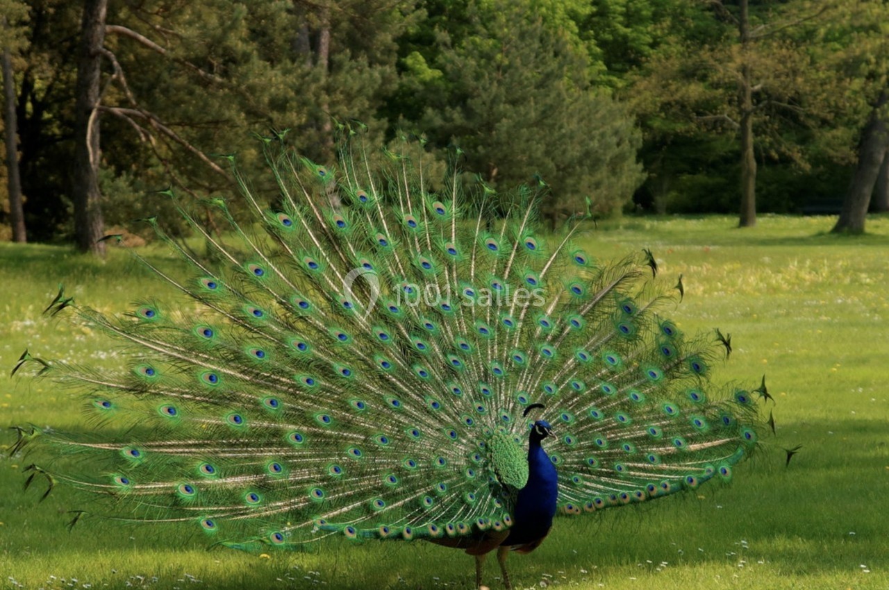 Paon avec sa queue déployée en éventail coloré, se tenant dans une prairie verdoyante entourée d'arbres.