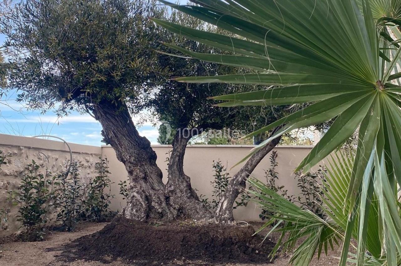 Un olivier ancien planté dans un jardin, entouré de jeunes arbustes et d'un palmier au premier plan.