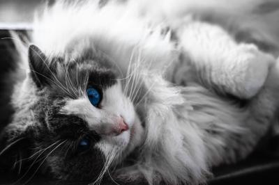 Voiture sportive bleue stationnée sur une place pavée devant un monument en bronze et des bâtiments historiques.