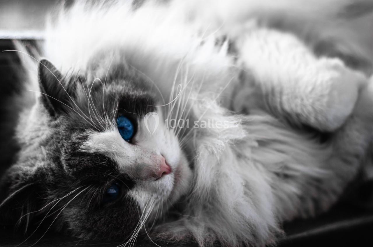Chat à poils longs allongé sur le côté, regardant l'objectif avec des yeux bleus perçants.