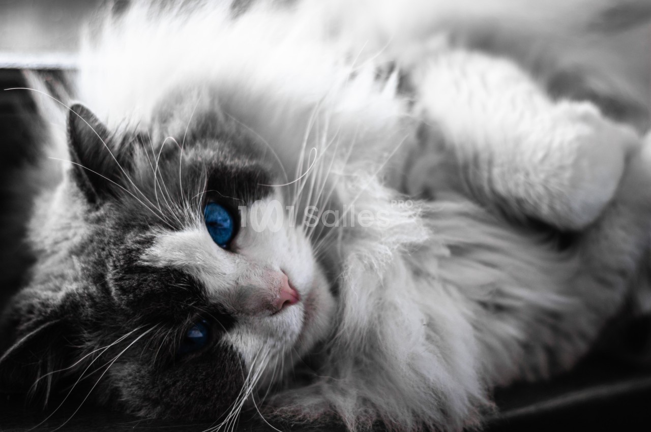 Chat à poils longs allongé sur le côté, regardant l'objectif avec des yeux bleus perçants.
