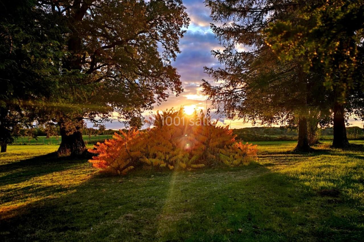 Coucher de soleil illuminant un arbuste aux feuilles colorées, entouré d'arbres dans un paysage verdoyant.