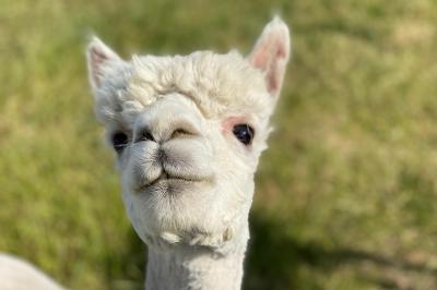 Étang entouré d'arbres et de buissons sous la neige, avec un lampadaire et des bancs dans un paysage hivernal.