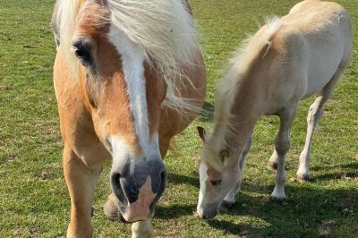 Étang entouré d'arbres et de buissons sous la neige, avec un lampadaire et des bancs dans un paysage hivernal.