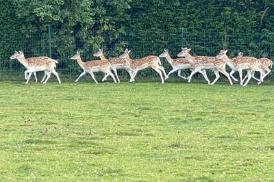 Étang entouré d'arbres et de buissons sous la neige, avec un lampadaire et des bancs dans un paysage hivernal.