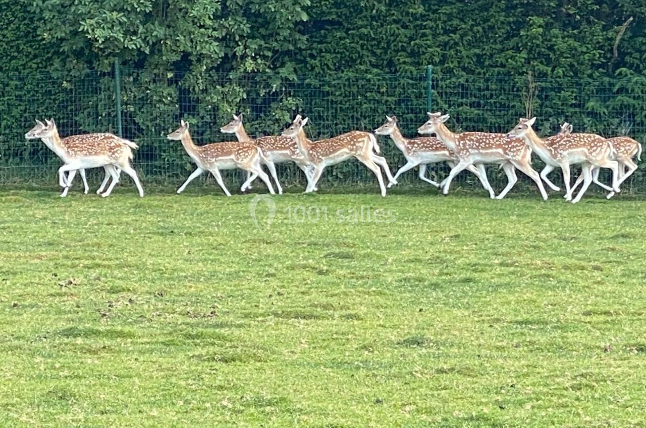 Un groupe de daims tachetés marche sur une pelouse verte devant une haie dense.