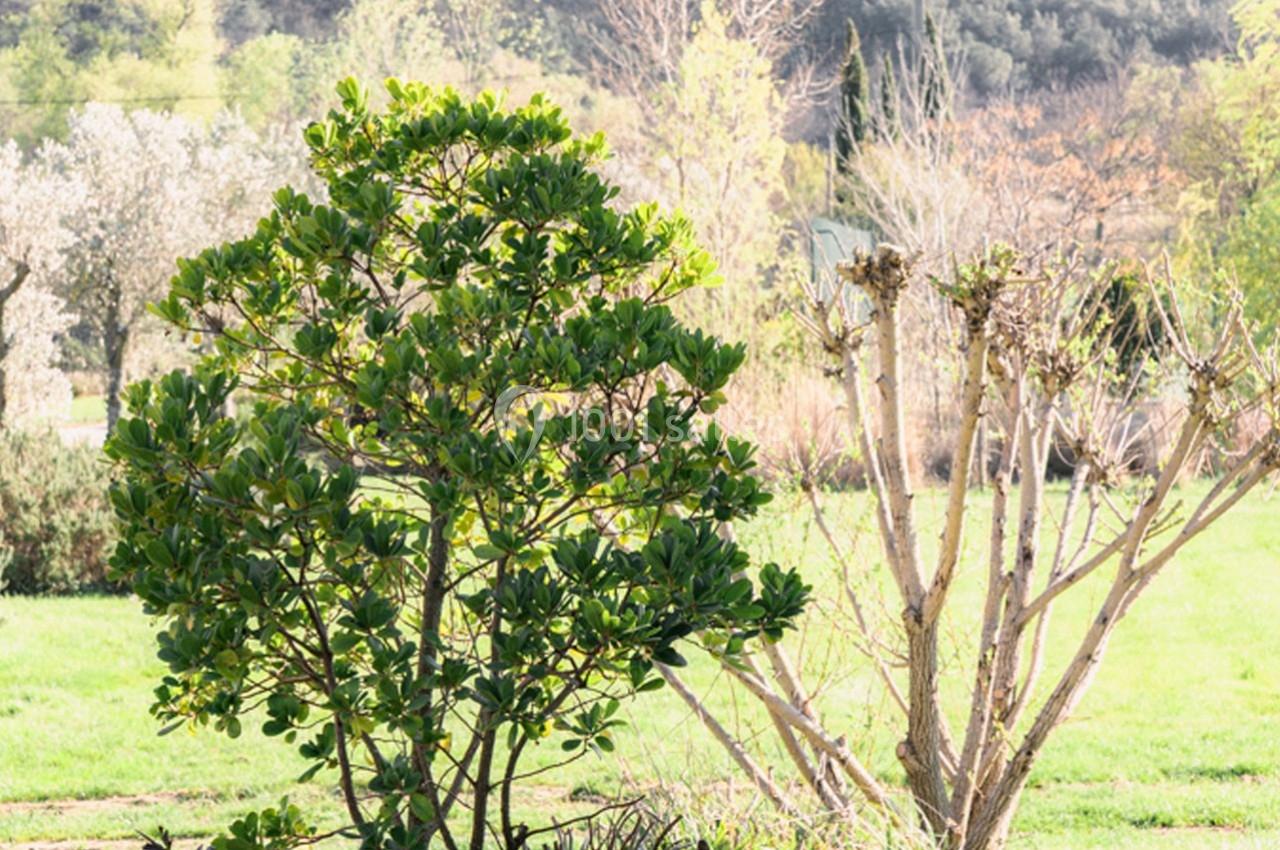 Arbuste à feuillage dense à gauche et arbre taillé à droite dans un jardin verdoyant sous un ciel clair.
