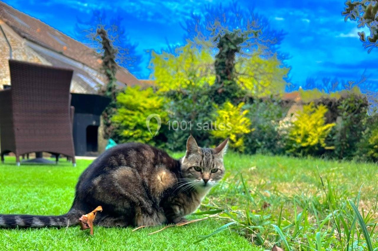 Chat tigré assis sur une pelouse verte, entouré de végétation et de bâtiments en arrière-plan sous un ciel bleu.