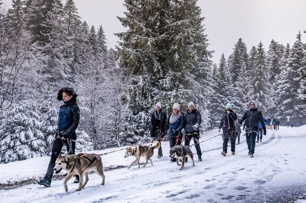 Un groupe de personnes marche sur un chemin enneigé entouré de sapins, accompagné de chiens de traîneau.