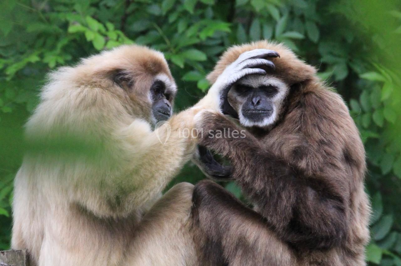Parc Animalier D'auvergne - galerie - photo 12