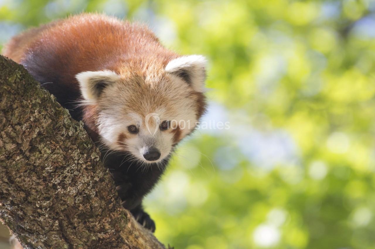 Parc Animalier D'auvergne - galerie - photo 9