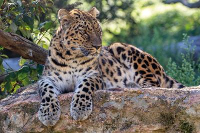Parc Animalier D'auvergne - photo 1