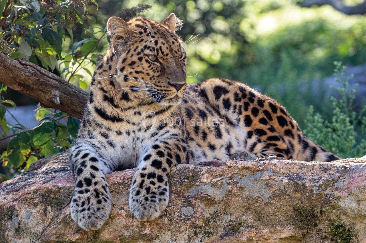 Parc Animalier D'auvergne - galerie - photo 1