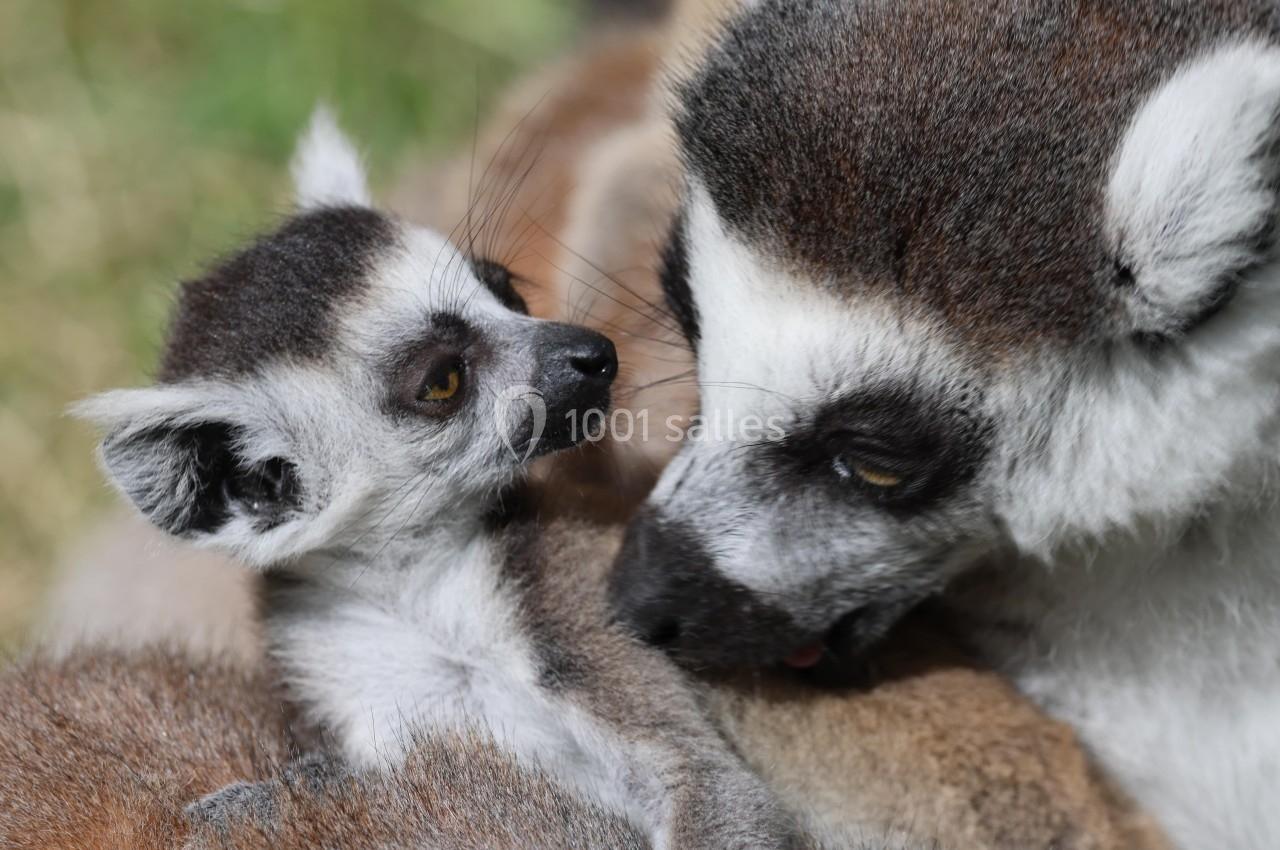 Parc Animalier D'auvergne - galerie - photo 10