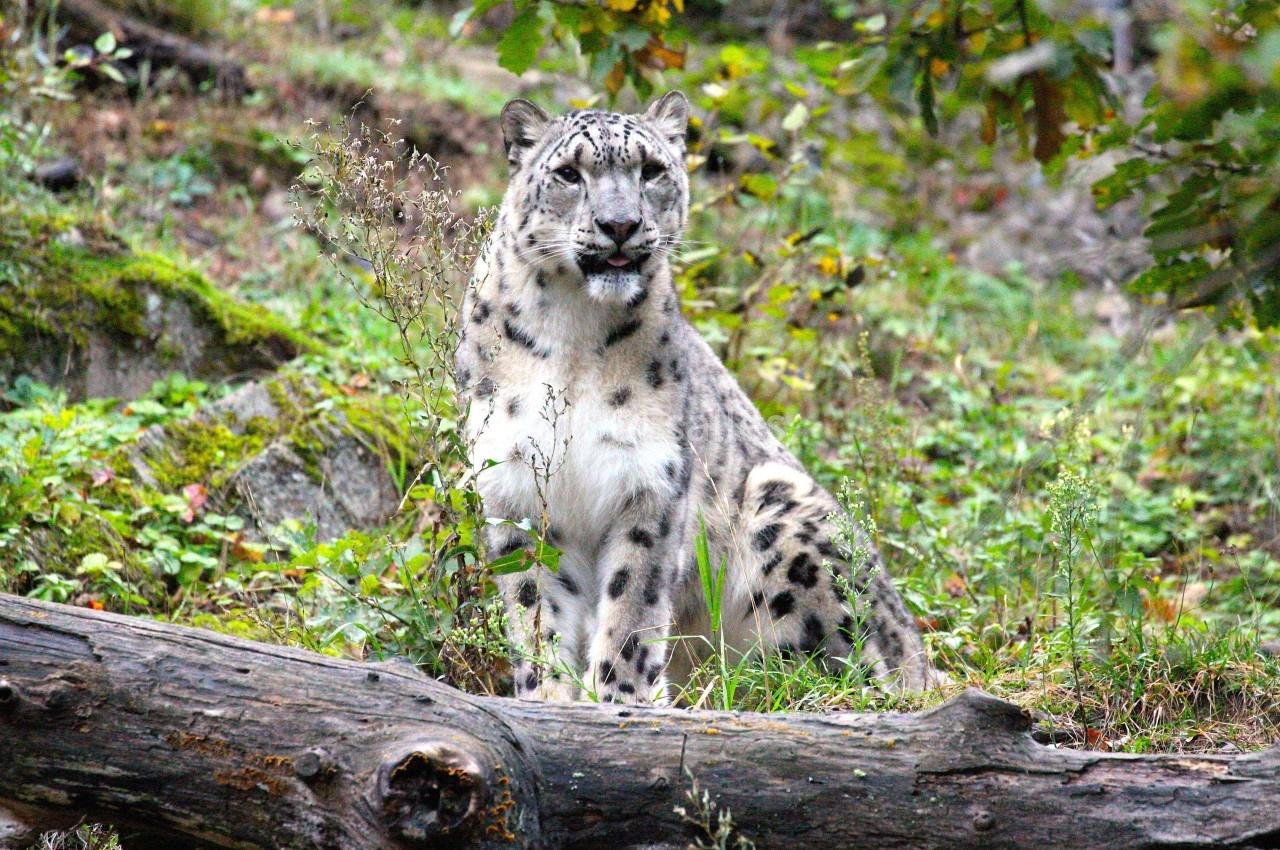 Parc Animalier D'auvergne - galerie - photo 11