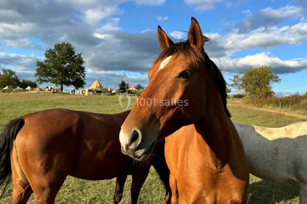 Chevaux bruns et blanc dans un pré sous un ciel partiellement nuageux, avec des tentes en arrière-plan.