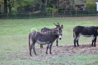 Location salle La Houssaye-Béranger (Seine-Maritime) - Le Clos Normand #24