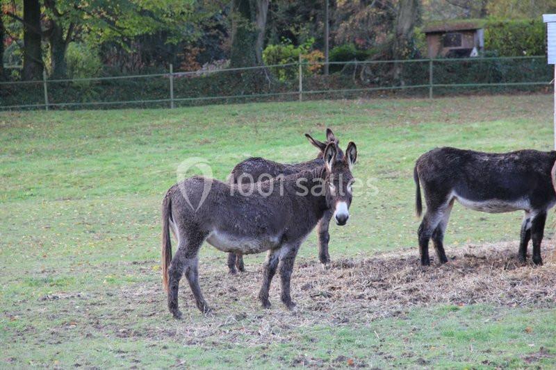 Location salle La Houssaye-Béranger (Seine-Maritime) - Le Clos Normand #15