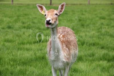 Location salle La Houssaye-Béranger (Seine-Maritime) - Le Clos Normand #24