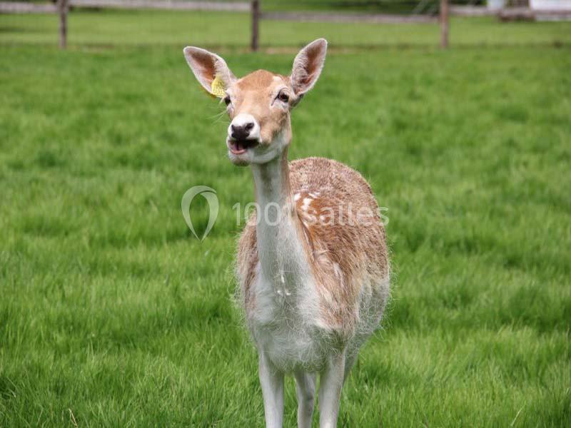 Location salle La Houssaye-Béranger (Seine-Maritime) - Le Clos Normand #8