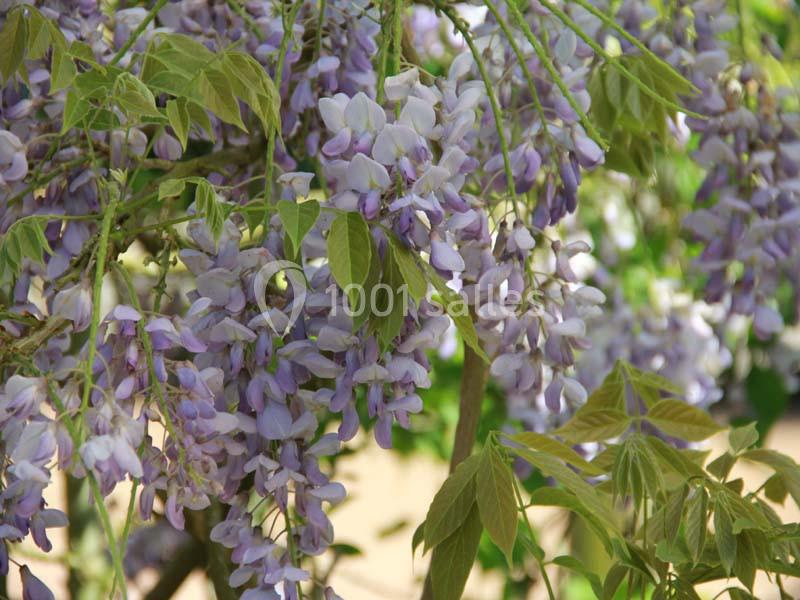 Location salle La Houssaye-Béranger (Seine-Maritime) - Le Clos Normand #10