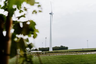 Éoliennes dans un paysage rural avec des vignes au premier plan et un ciel nuageux en arrière-plan.