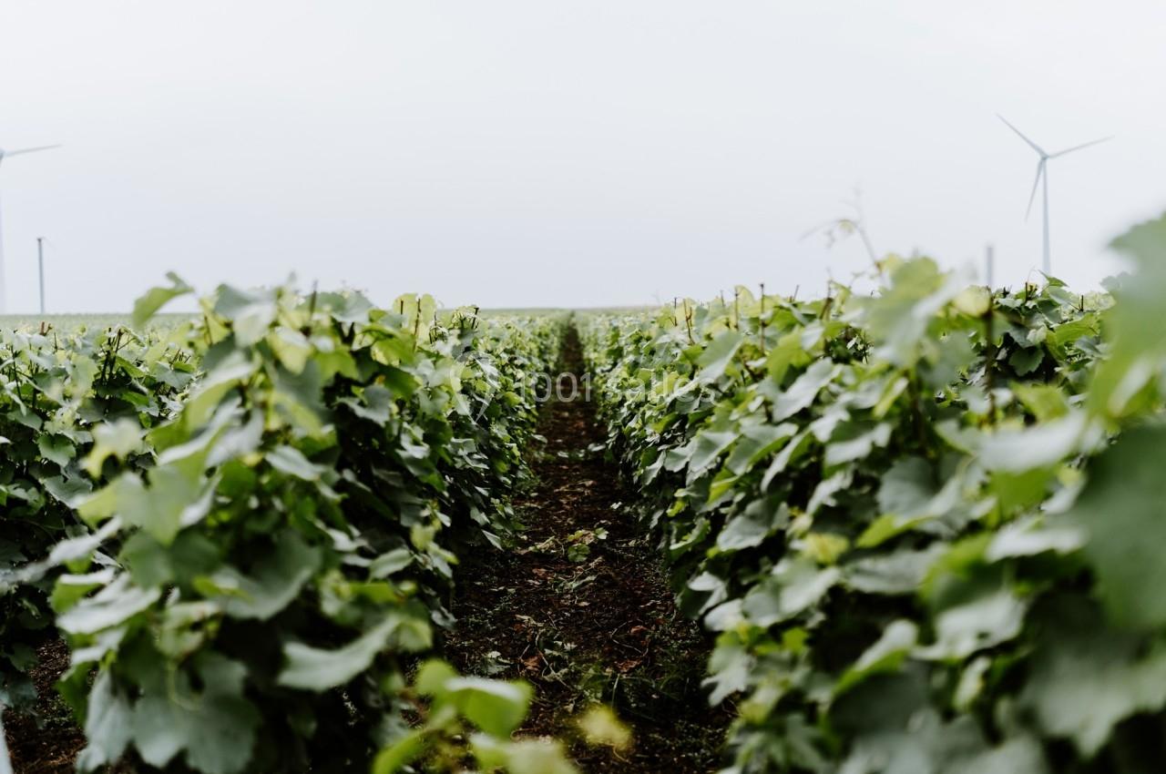 Rangées de vignes verdoyantes dans un champ, avec des éoliennes visibles à l'arrière-plan sous un ciel couvert.