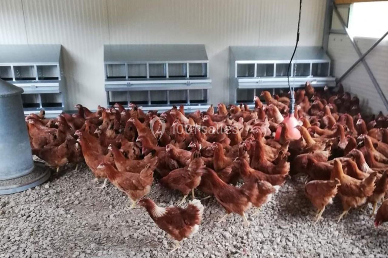 Poules rousses regroupées dans un poulailler spacieux avec pondoirs alignés le long du mur.