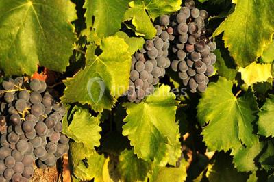 Miniature Location salle Trets (Bouches-du-Rhône) - Château Grandboise #10 Location salle Trets (Bouches-du-Rhône) - Château Grandboise #22