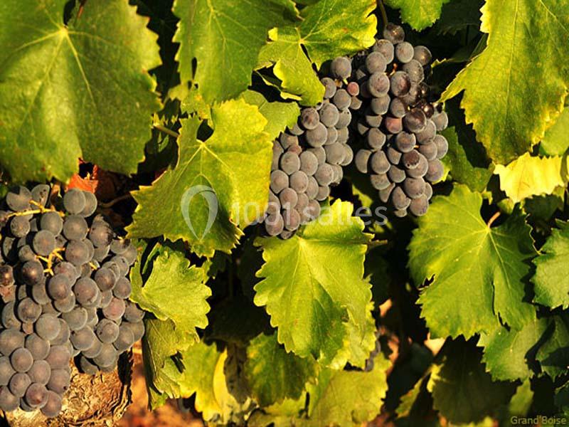 Location salle Trets (Bouches-du-Rhône) - Château Grandboise #10