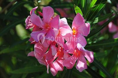 Miniature Location salle Trets (Bouches-du-Rhône) - Château Grandboise #14 Location salle Trets (Bouches-du-Rhône) - Château Grandboise #22