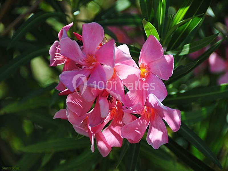 Location salle Trets (Bouches-du-Rhône) - Château Grandboise #14